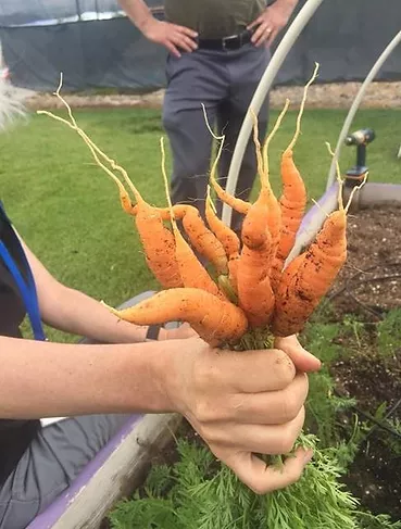 Fresh carrots just pulled from the garden