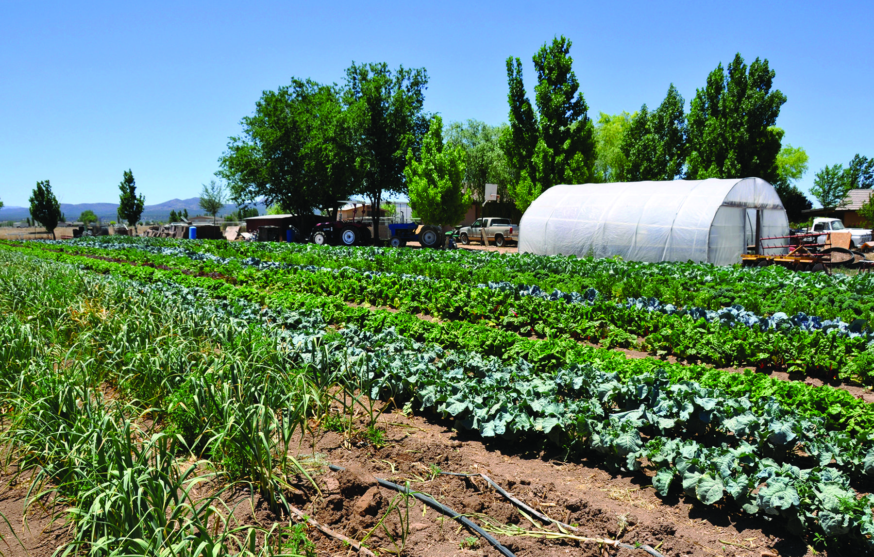 Aguiar Farm Yavapai rows of vegetables